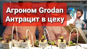 КЛУБНИКА НА КАМЕННОЙ ВАТЕ GRODAN \\ КОНСУЛЬТАЦИЯ АГРОНОМА \\ АНТРАЦИТ В ЦЕХУ