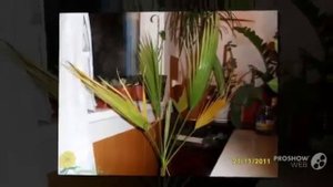Пальма Вашингтония (Washingtonia flower)