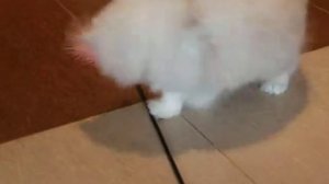 Питомник персидских кошек Snow Dream