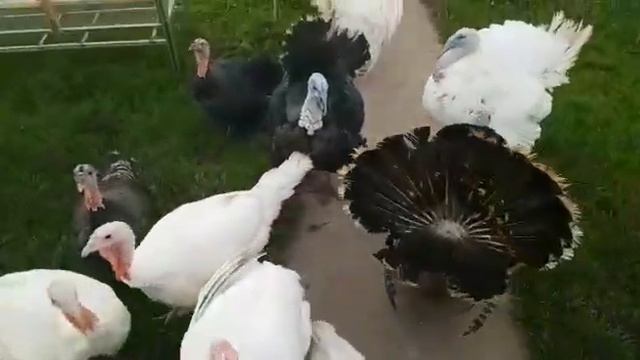 Индюки Биг 6 и Бронза 708 на прогулке смотреть онлайн