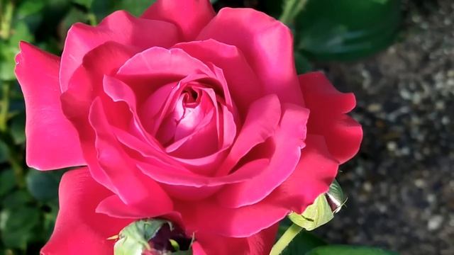 9 июля. Давид Земляничник. Что нельзя и что можно делать