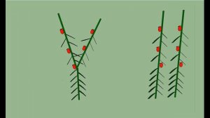 4 томата в ОДНУ ЛУНКУ, или как ФОРМИРОВАТЬ помидоры, в 1 или в 2 стебля.