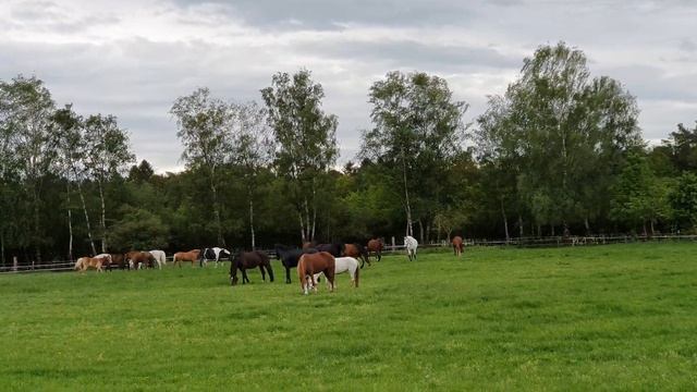 Красивые Лошади. Школа верховой езды. смотреть онлайн
