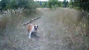 СТАФФОРД КРУТО ПРЫГАЕТ НА ДЕРЕВО