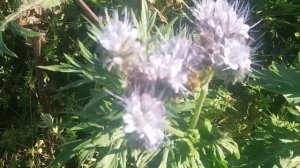 Мои медоносы октября 2018 года