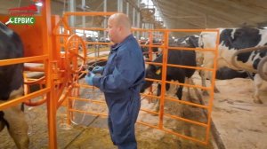 Станок для фиксации и обработки копыт КРС - СКМ «Стандарт"