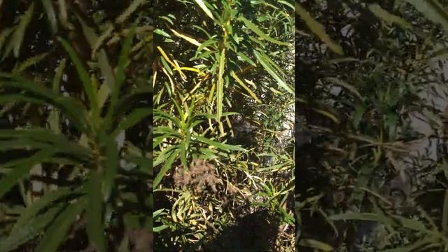 Eriodictyon angustifolium Yerba Santa смотреть онлайн