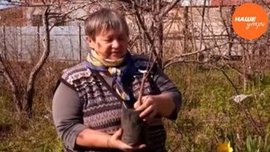 Абрикос – как выращивать на Южном Урале