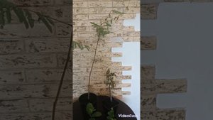 Распаковка посылки с растениями из Крыма