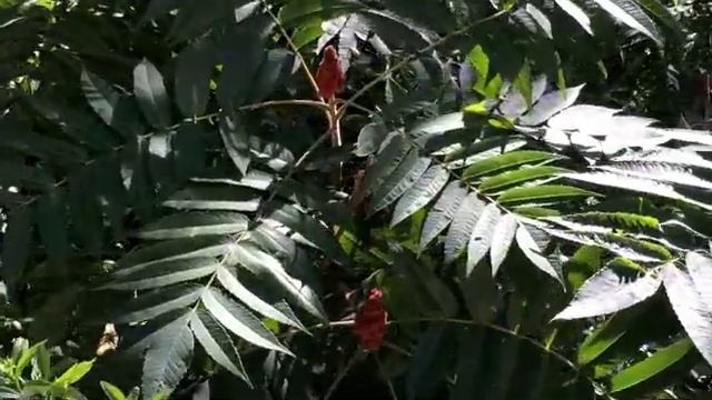 Plants To Know: Staghorn Sumac смотреть онлайн