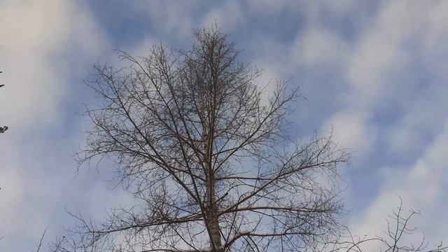 Тополь черный зимой. Небольшой обзор.