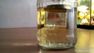 Икра ампулярий. Смотреть всем. Как правильно выростить ампулярий?
