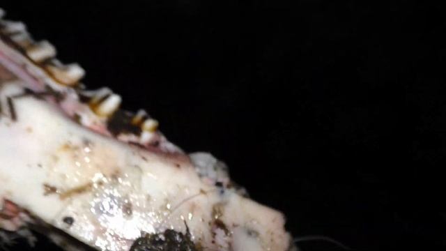 ВОЛКИ СОЖРАЛИ ЛОСЯ! смотреть онлайн