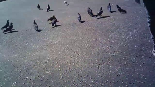 Те же голуби и та же охота. смотреть онлайн