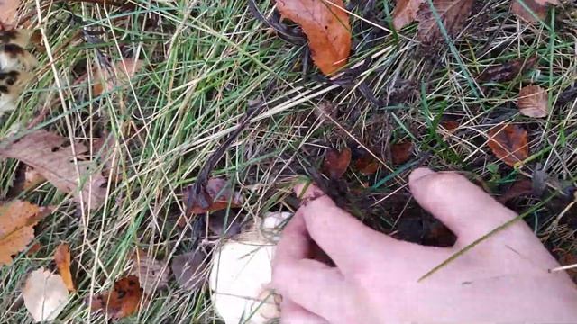 Грибы синяя ножка осенью смотреть онлайн