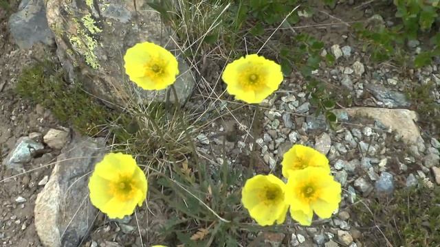 Алтай. Белуха. Ороктойская тропа. Часть 1 смотреть онлайн