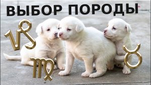 Выбрать породу собаки согласно вашему знаку зодиака (Телец, Дева, Козерог)