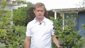 Штамбовые кустарники для вашего сада