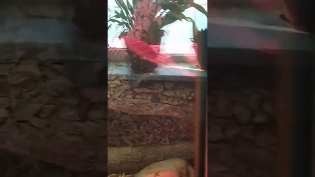 #Семейство ящериц - 2❤ смотреть онлайн