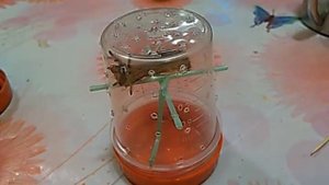 Паук птицеед (маленький охотник)