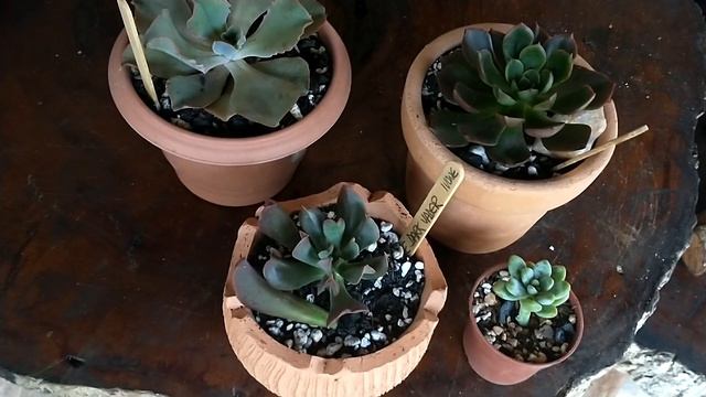 Echeveria Dark VaderSonho realizado .