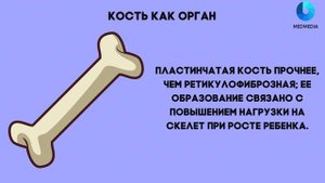 Общая остеология