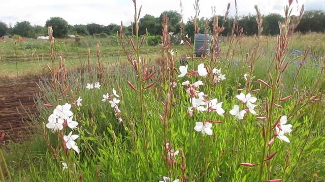 Gaura lindheimeri 'The Bride' - Blowin' in the wind смотреть онлайн