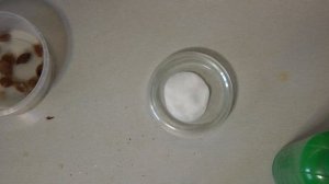 Выращиваем Мангустин (мангостан) из семян