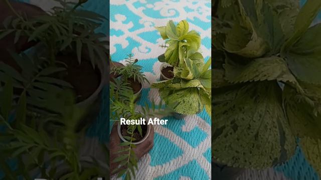 How to Grow Acalypha and Merigold From Cutting Method...... #beautiful #attractive #beauty #garden