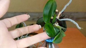 Как вырастить, детку на орхидеи.03.01.2024.