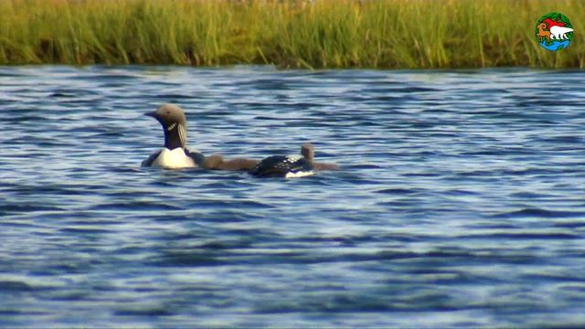 Гагара - птица с человеческим голосом. Таймыр смотреть онлайн