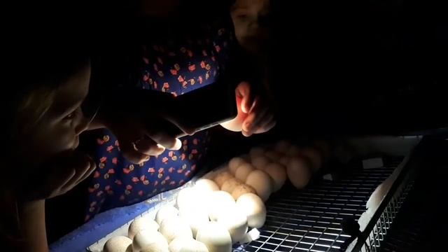 VLOG 277 Не нужен овоскоп, если есть телефон ? перезалив смотреть онлайн