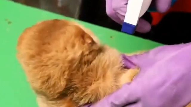 ОПАСНЫ ЛИ КОШКИ ДЛЯ ЧЕЛОВЕКА