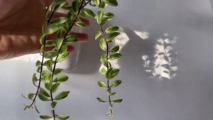 [ОБЗОР] Ампельные (Вьющиеся) Растения У Меня Дома ? Тропические Кактусы, Эпифиты, Суккуленты ?