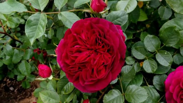 Munstead Wood Rose Blooms Transformation from Day 1 смотреть онлайн