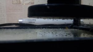 Малек тернеций поплыл