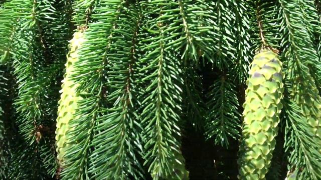 Picea abies var. inversa смотреть онлайн