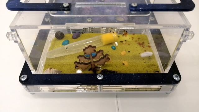 Что если муравьям жнецам дать кедровый орешек? смотреть онлайн