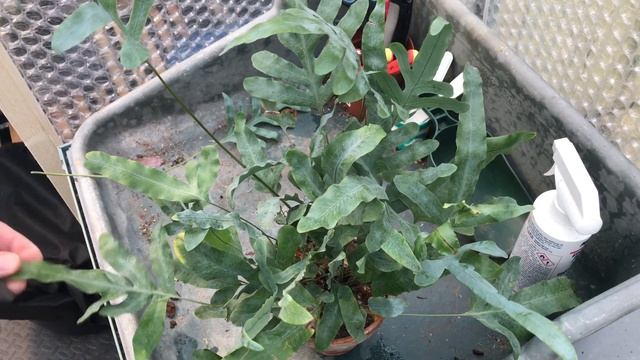 PHLEBODIUM AUREUM BLUE STAR FERN CARE смотреть онлайн