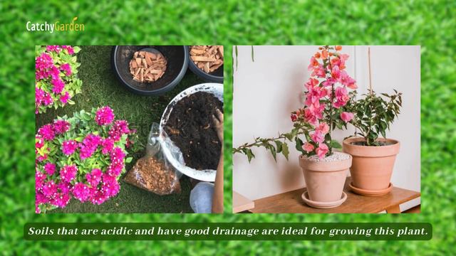 6 MUST-HAVE Climbing Plants for Pergolas & More 🌸🍃🌺 // Gardening Ideas