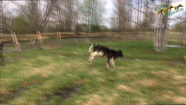 Теленок на прогулке смотреть онлайн