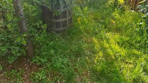 Шале и розы в горах Италии. Жареные  розы, черешня, прогулка по саду.