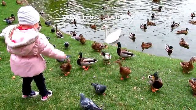 Kiev today. Autumn. Pet Ducks and Swans on the lake. смотреть онлайн