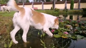 Купание Средне азиатской Овчарки. для чего и почему это важно..