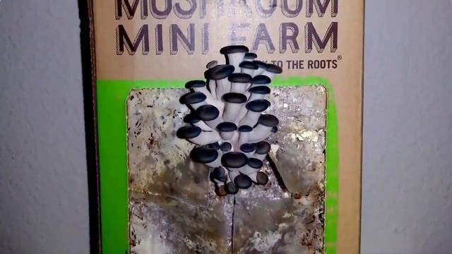 Mushrooms Farm - домашняя грибная ферма в коробке. Грибница для выращивания вешенок, белых... смотреть онлайн