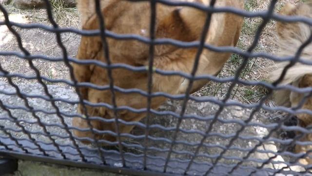 Легенда - Её Величество соизволила подойти))) Сказка. смотреть онлайн