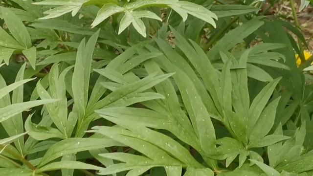 Марьин корень в моём саду??? смотреть онлайн