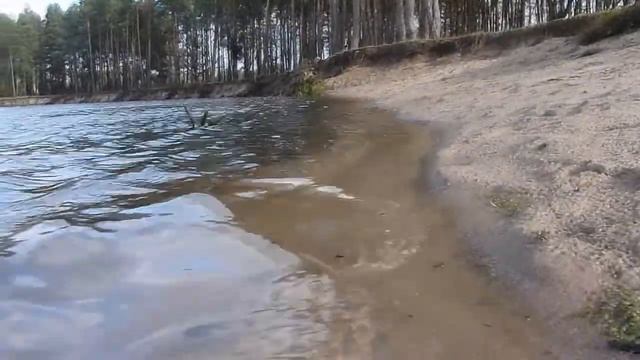 Река Щара. Сосновый бор смотреть онлайн