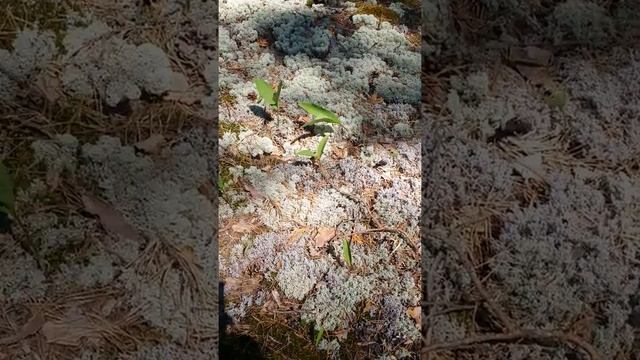 Мох ягель ( лишайник) олений,финский,скандинавский мох смотреть онлайн