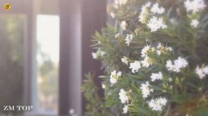 Kuca & Nikadonna - Mexican Dancer (Paul Thaesler Remix)